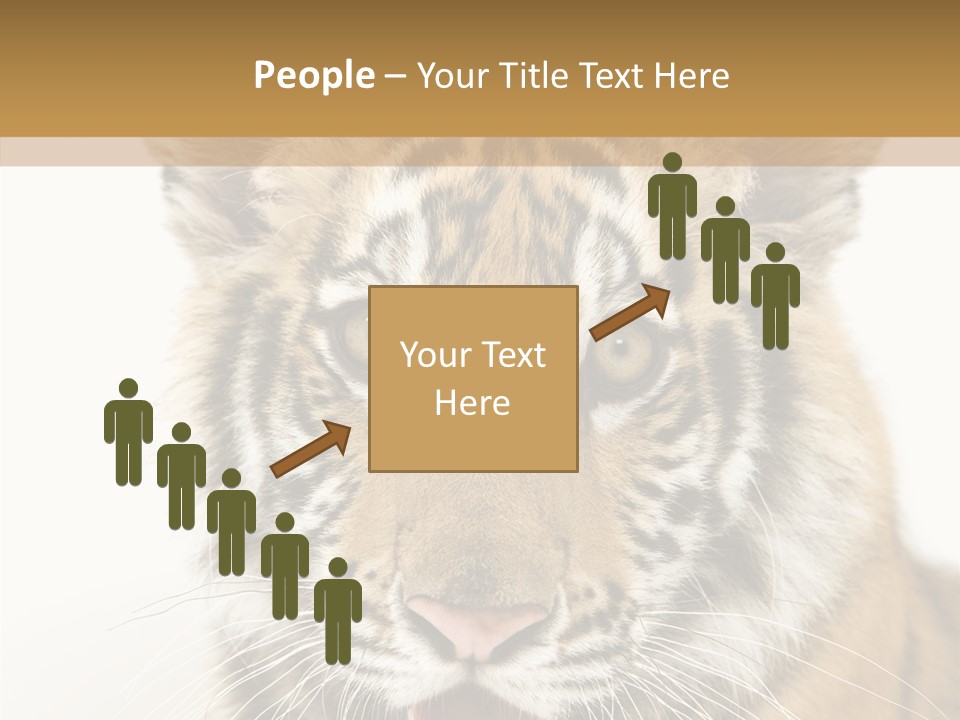 Felidae Closeup Studio PowerPoint Template