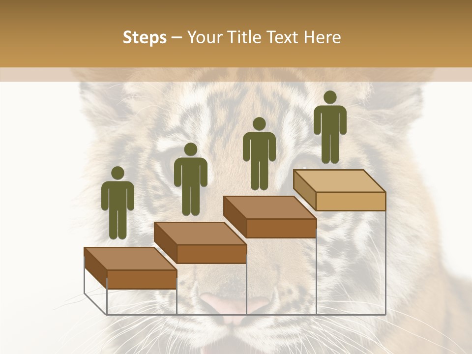 Felidae Closeup Studio PowerPoint Template