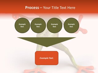 Environment Animal Rainforest PowerPoint Template