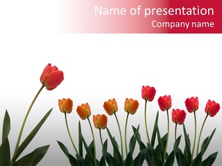 Dutch Isolated Color PowerPoint Template