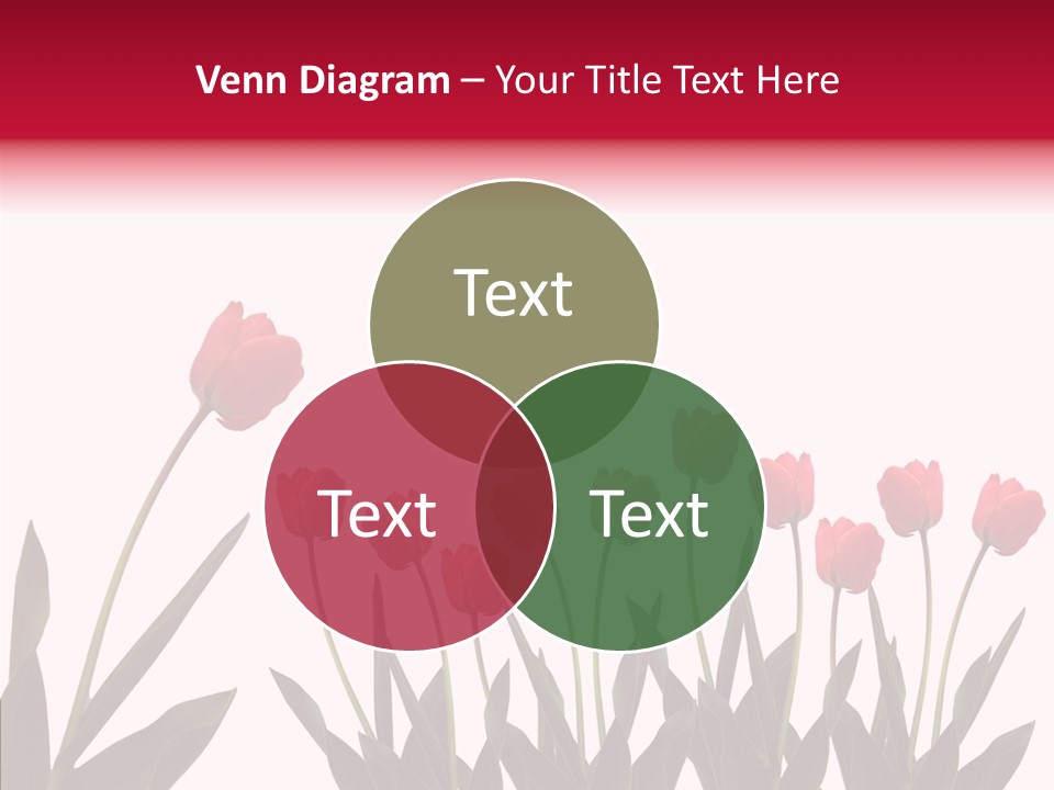 Dutch Isolated Color PowerPoint Template