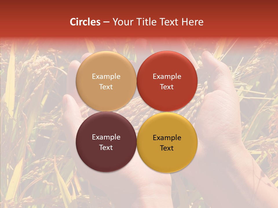 Agriculture Staple Harvest PowerPoint Template