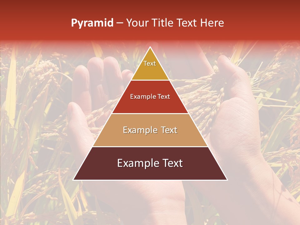 Agriculture Staple Harvest PowerPoint Template