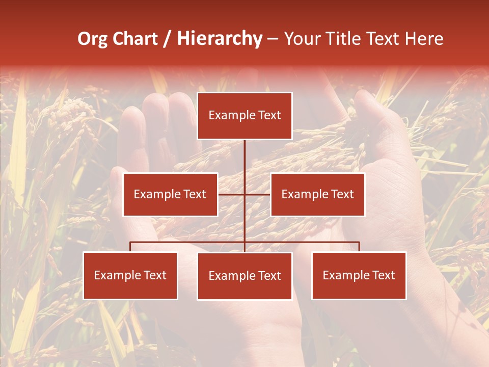 Agriculture Staple Harvest PowerPoint Template