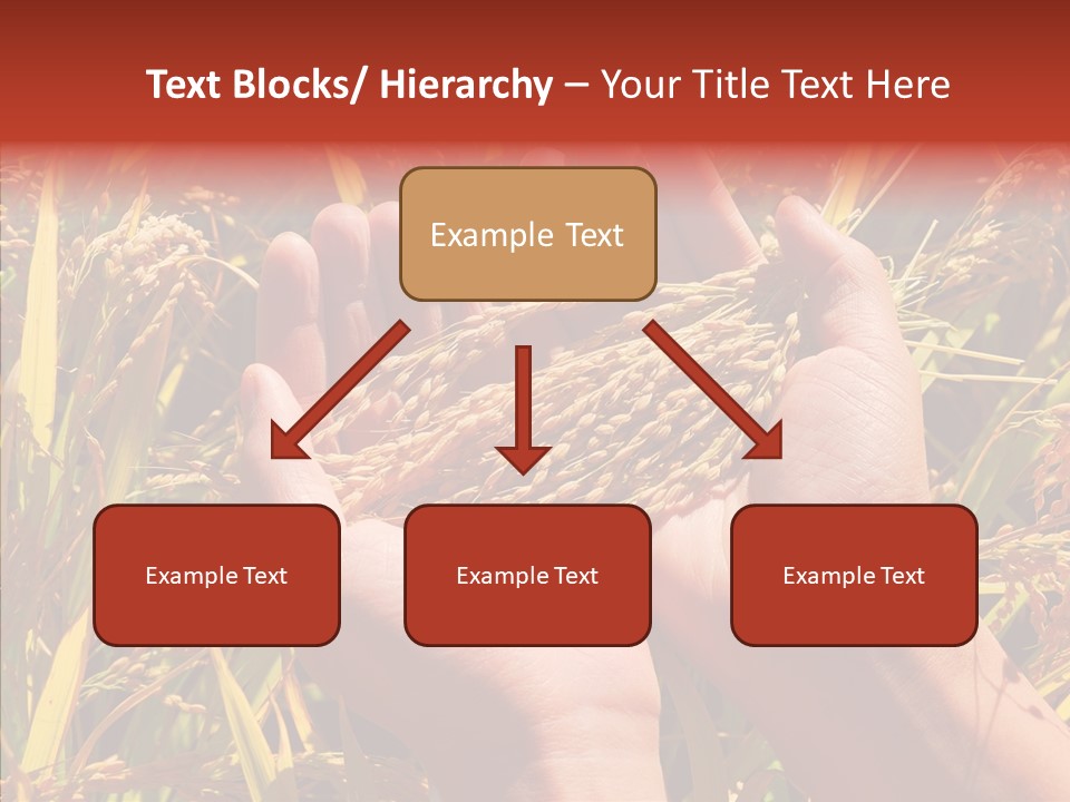 Agriculture Staple Harvest PowerPoint Template