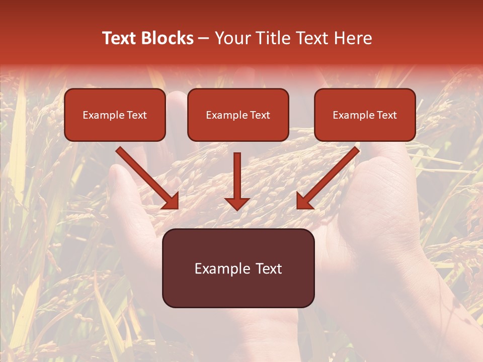 Agriculture Staple Harvest PowerPoint Template