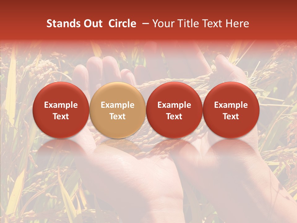 Agriculture Staple Harvest PowerPoint Template