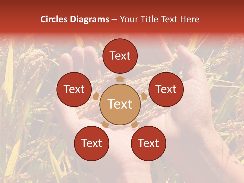 Agriculture Staple Harvest PowerPoint Template