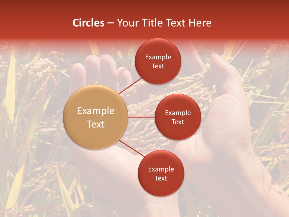 Agriculture Staple Harvest PowerPoint Template