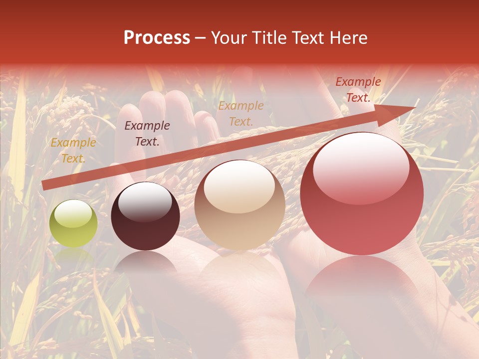 Agriculture Staple Harvest PowerPoint Template