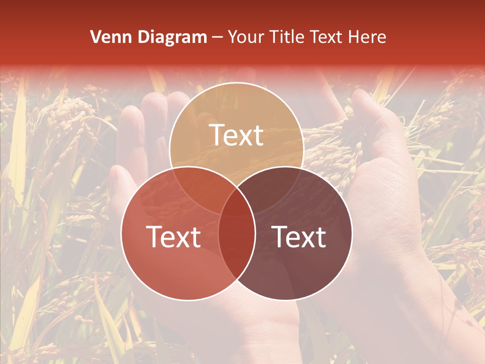 Agriculture Staple Harvest PowerPoint Template