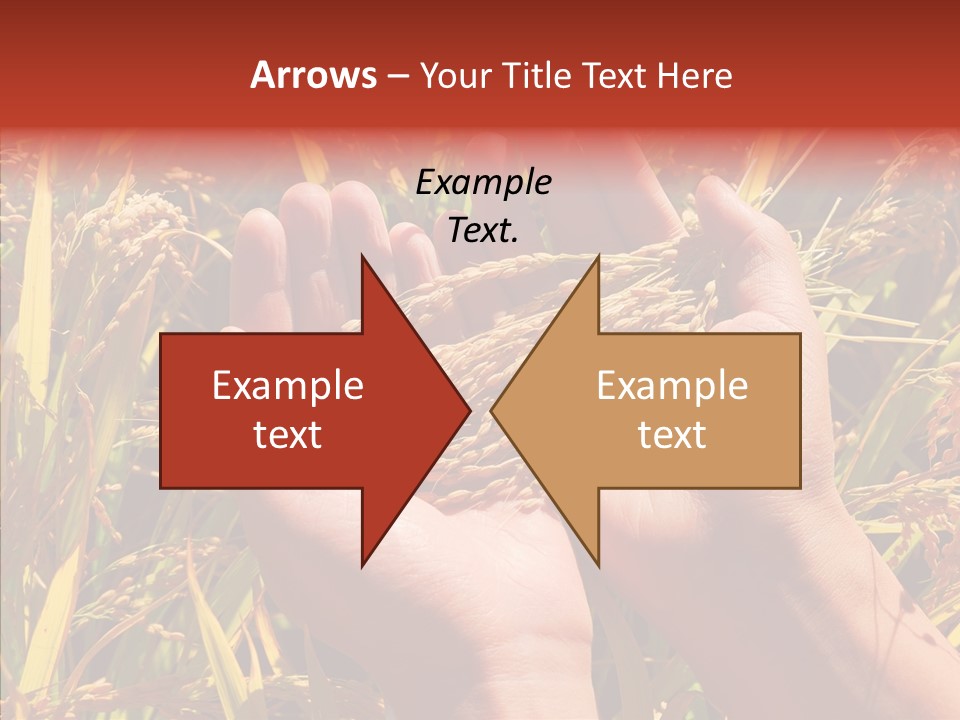 Agriculture Staple Harvest PowerPoint Template