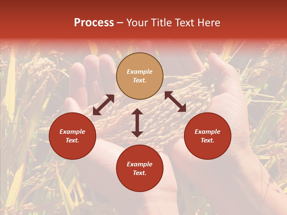 Agriculture Staple Harvest PowerPoint Template