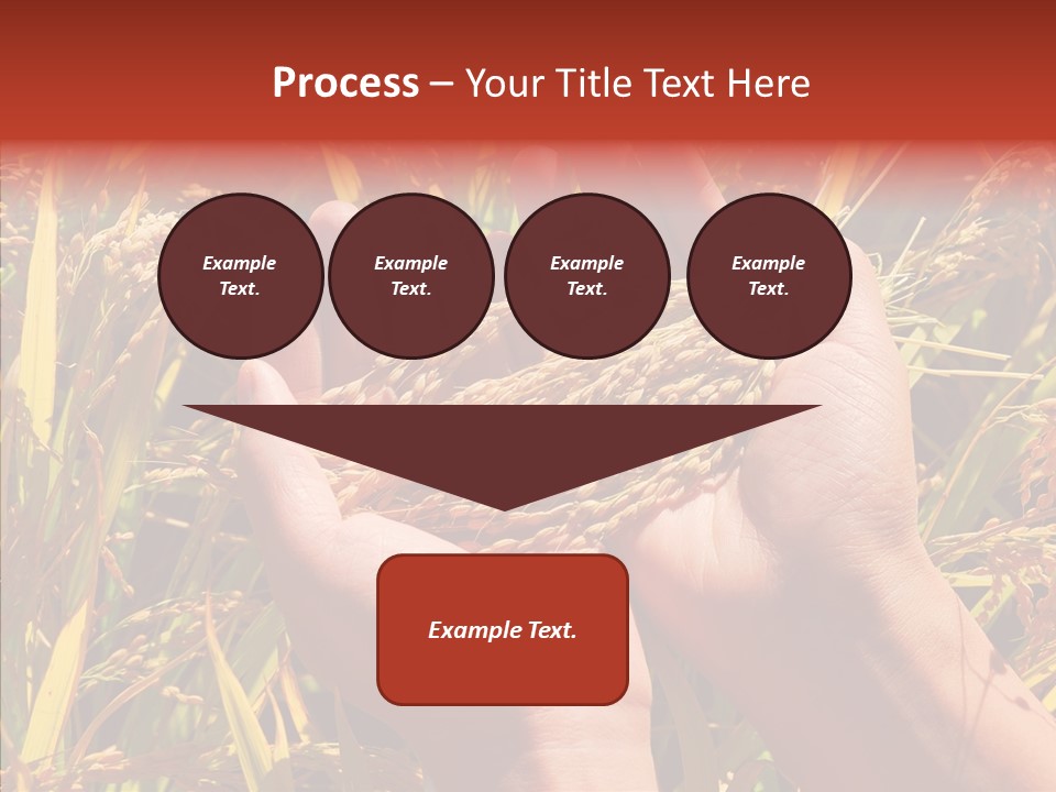 Agriculture Staple Harvest PowerPoint Template