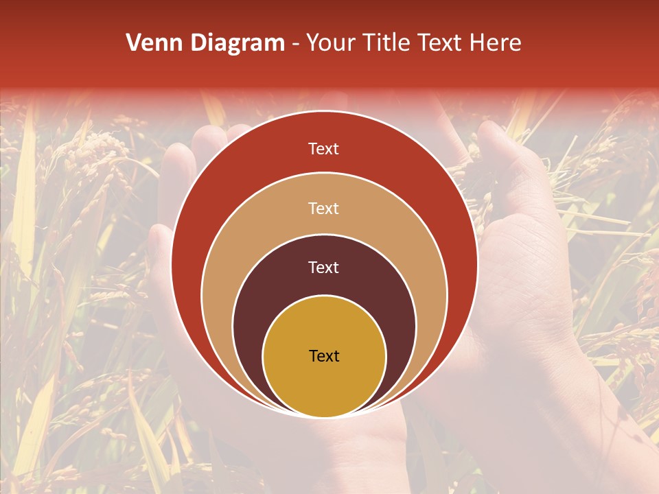 Agriculture Staple Harvest PowerPoint Template