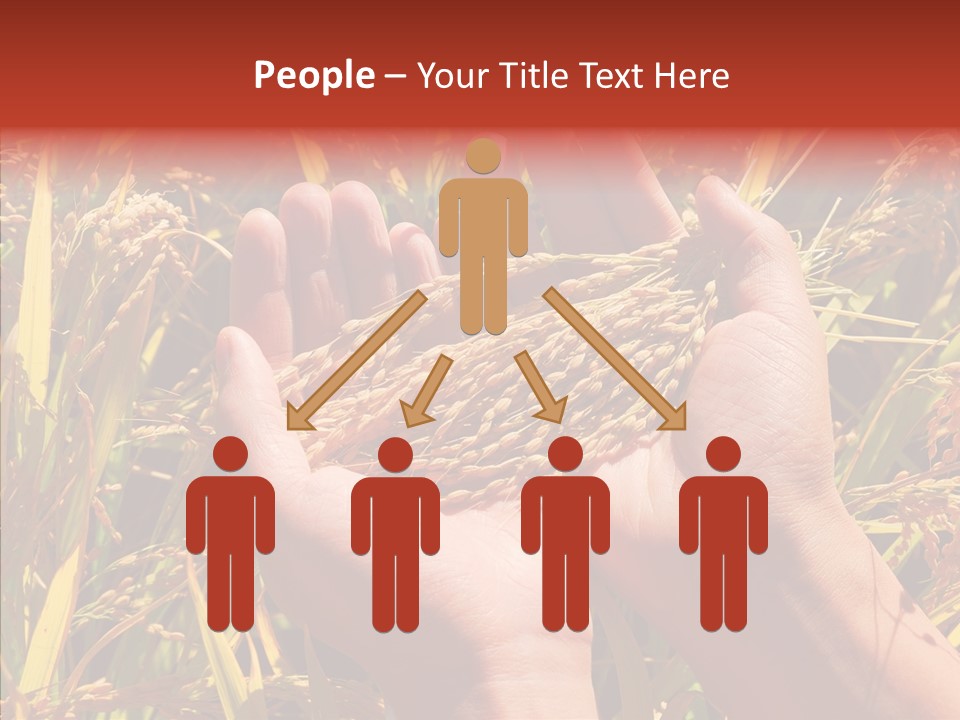 Agriculture Staple Harvest PowerPoint Template