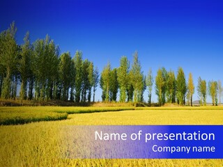 Charming Rice Meadow PowerPoint Template