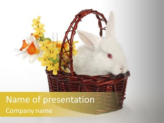 Bunny Soft Clean PowerPoint Template