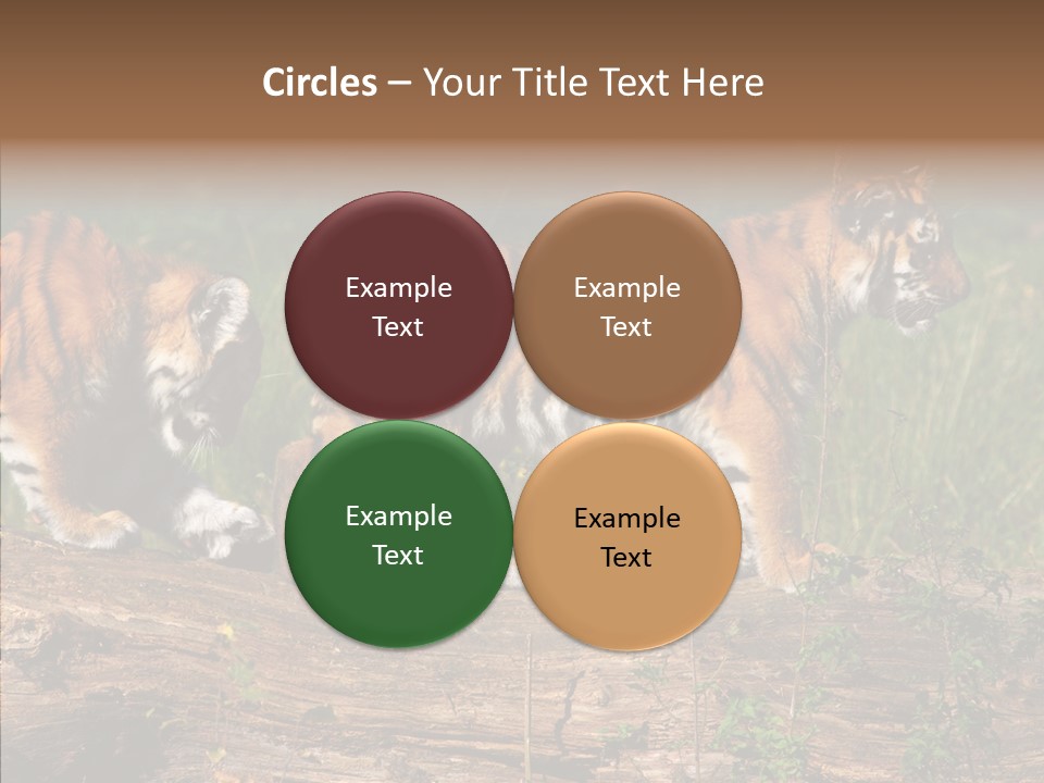 Sportive Asia Siberian PowerPoint Template