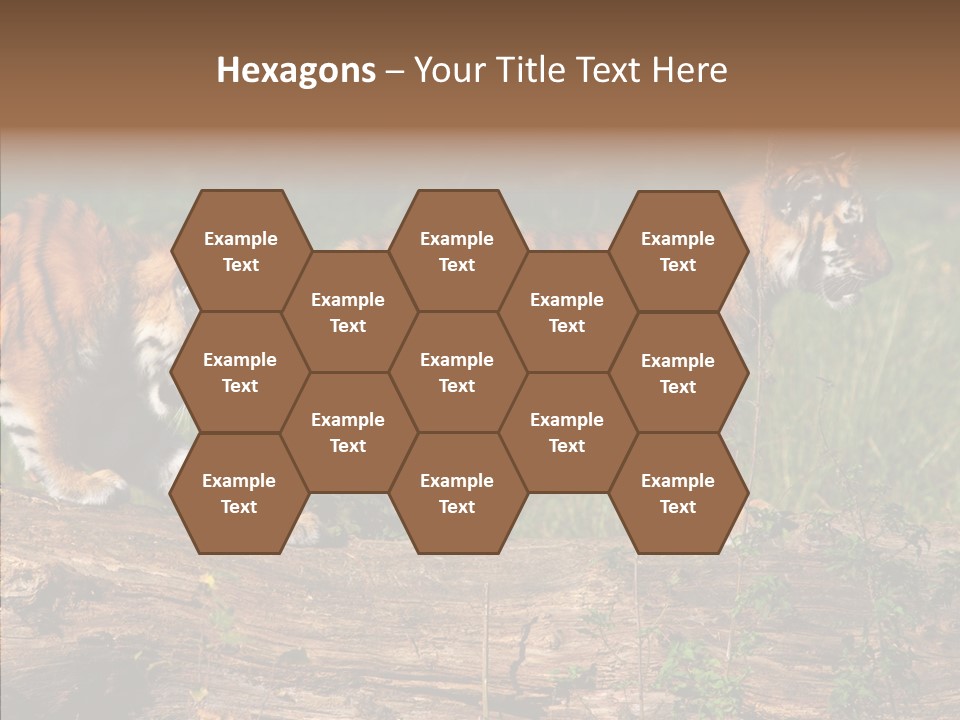 Sportive Asia Siberian PowerPoint Template