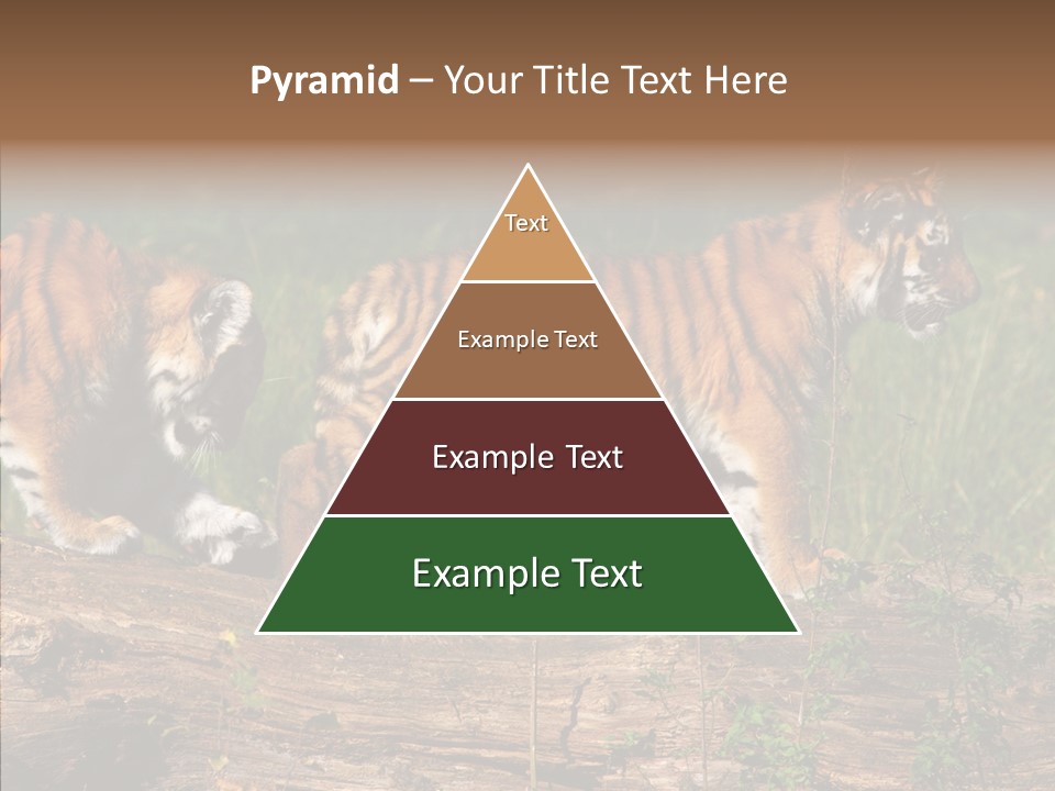 Sportive Asia Siberian PowerPoint Template