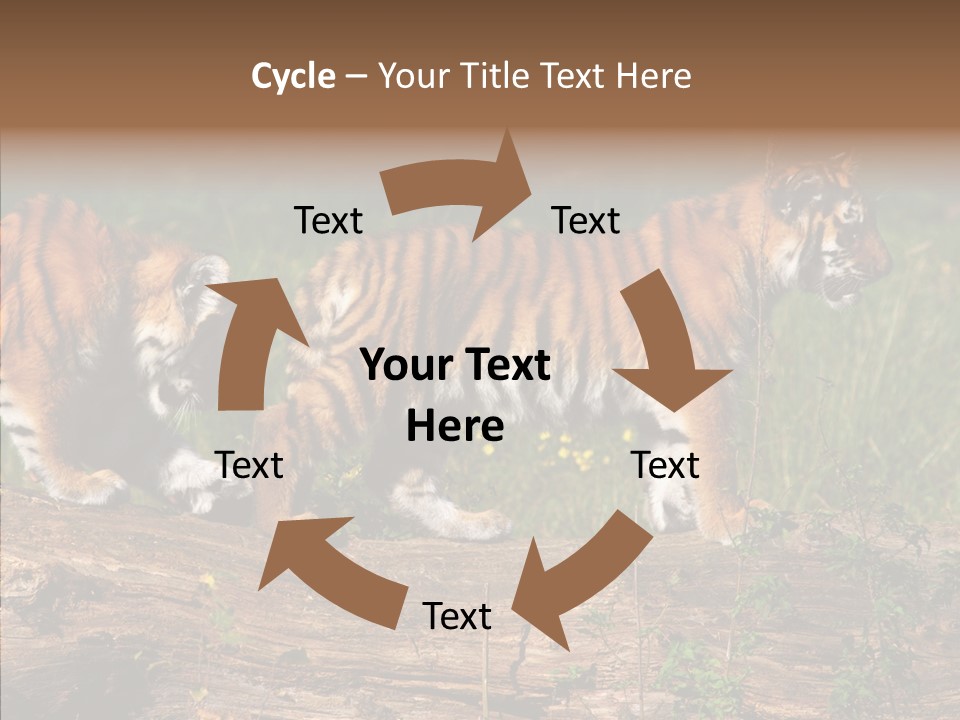 Sportive Asia Siberian PowerPoint Template