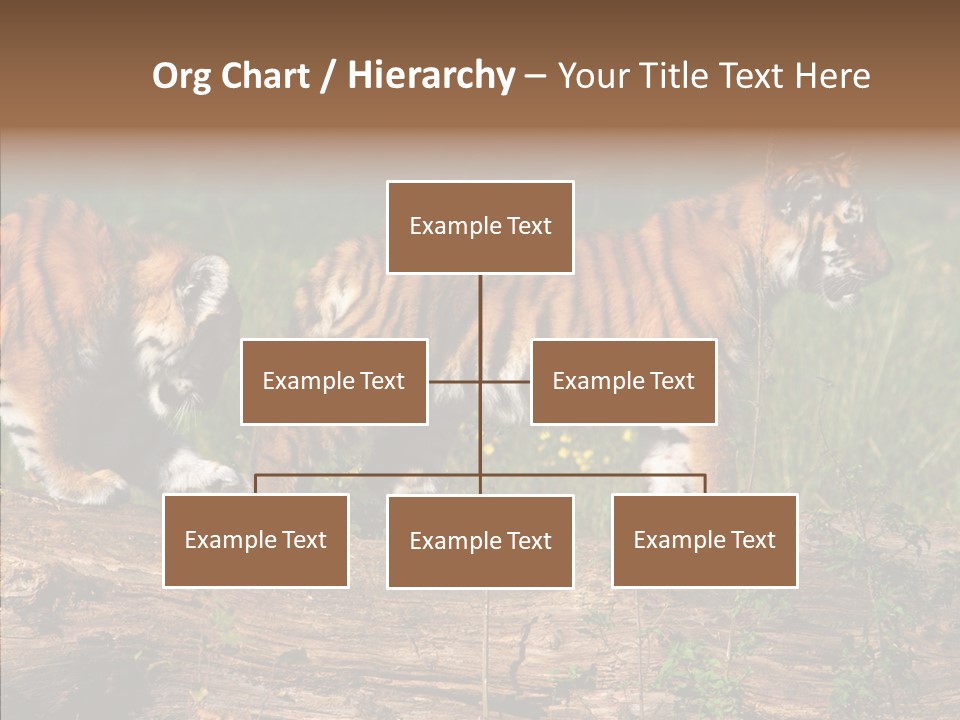 Sportive Asia Siberian PowerPoint Template