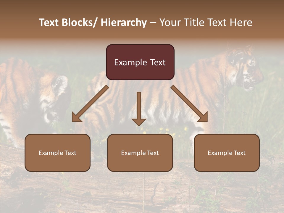 Sportive Asia Siberian PowerPoint Template