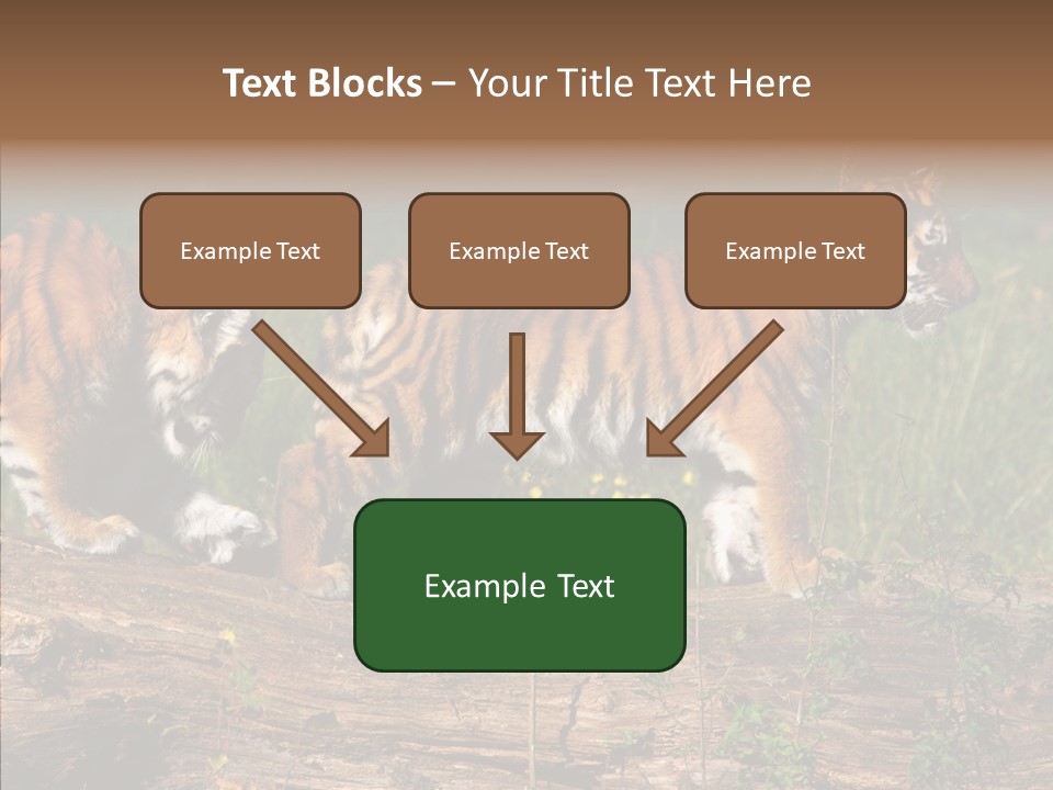 Sportive Asia Siberian PowerPoint Template
