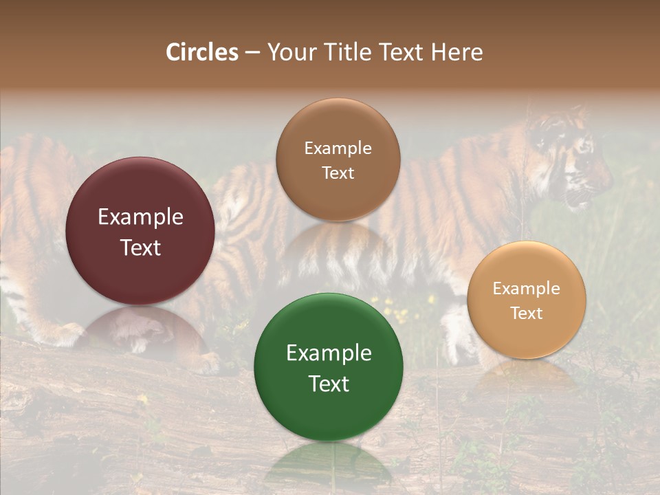 Sportive Asia Siberian PowerPoint Template