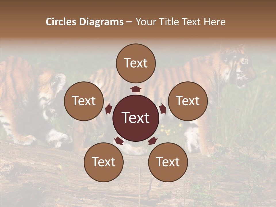 Sportive Asia Siberian PowerPoint Template