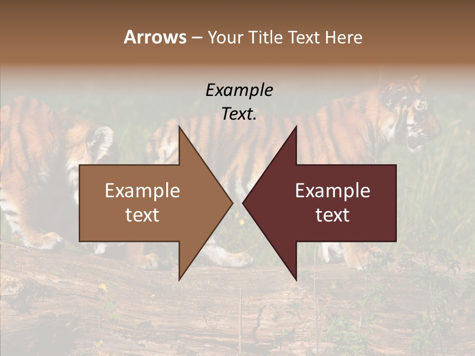 Sportive Asia Siberian PowerPoint Template