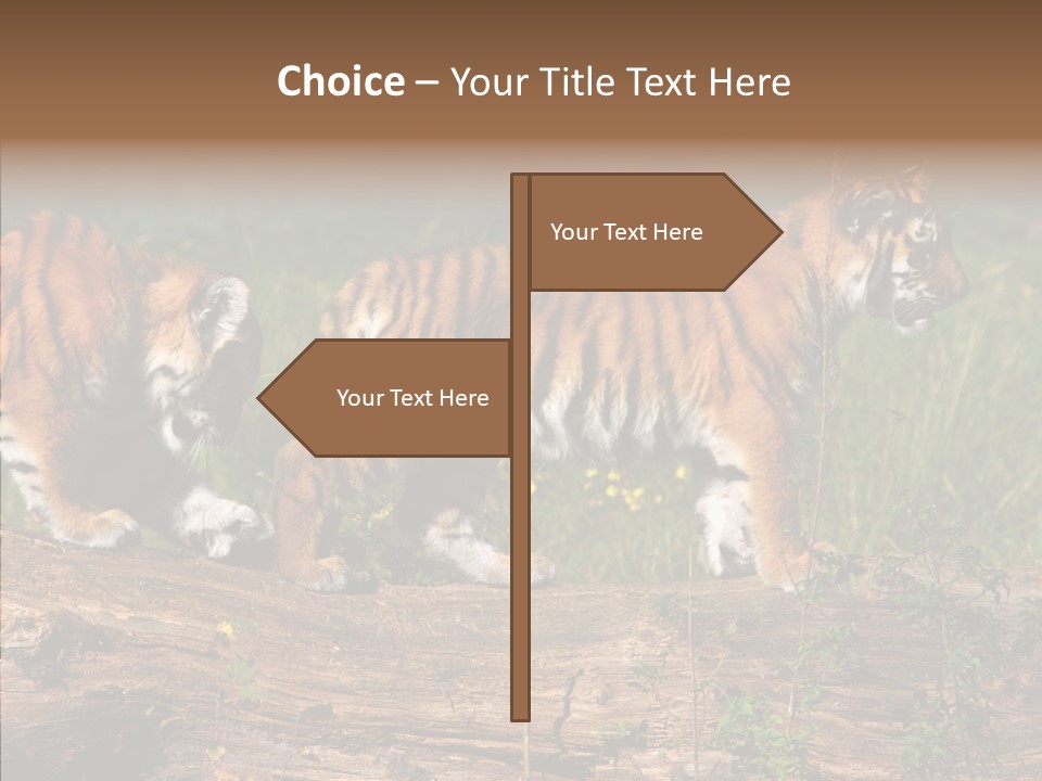 Sportive Asia Siberian PowerPoint Template