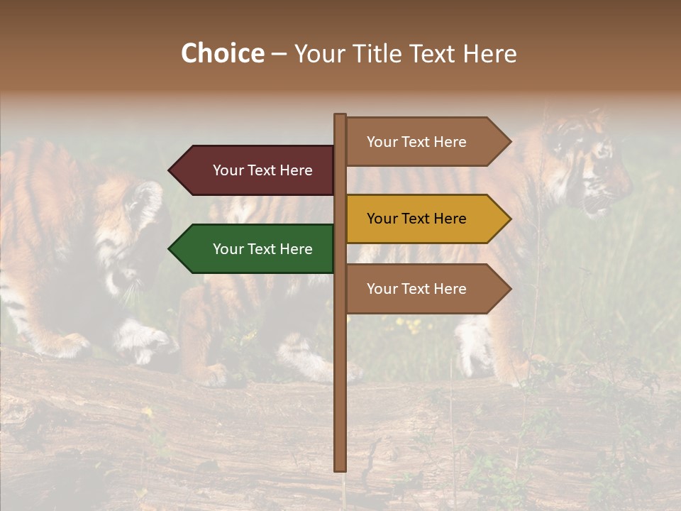 Sportive Asia Siberian PowerPoint Template