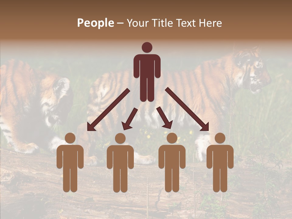 Sportive Asia Siberian PowerPoint Template