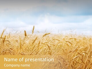 Crop Bread Natural PowerPoint Template