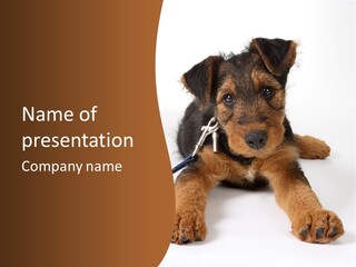 Breed Terrier Animal PowerPoint Template