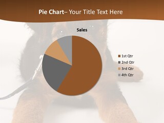 Breed Terrier Animal PowerPoint Template