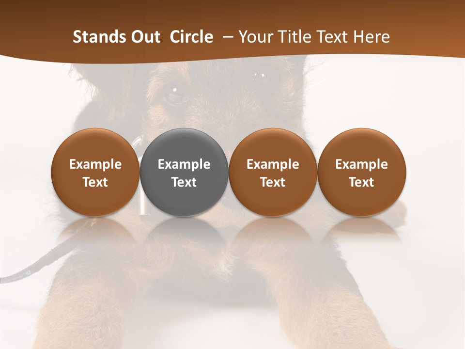 Breed Terrier Animal PowerPoint Template