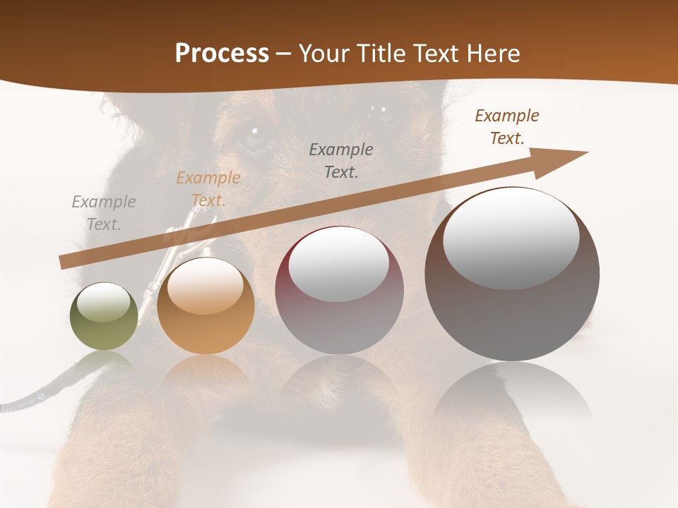 Breed Terrier Animal PowerPoint Template