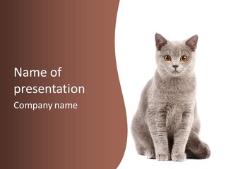 Beautiful Tail Feline PowerPoint Template