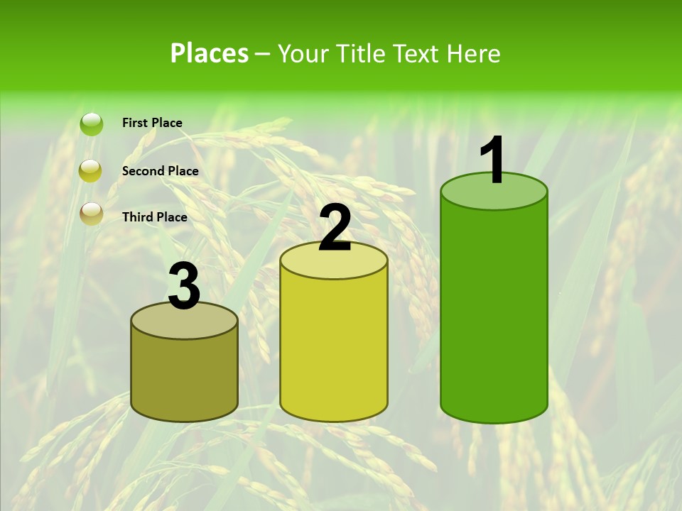 Yellow Paddy Cropland PowerPoint Template