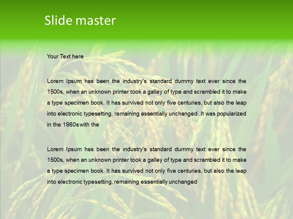 Yellow Paddy Cropland PowerPoint Template