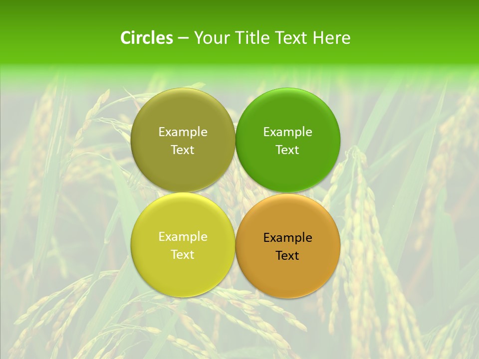 Yellow Paddy Cropland PowerPoint Template