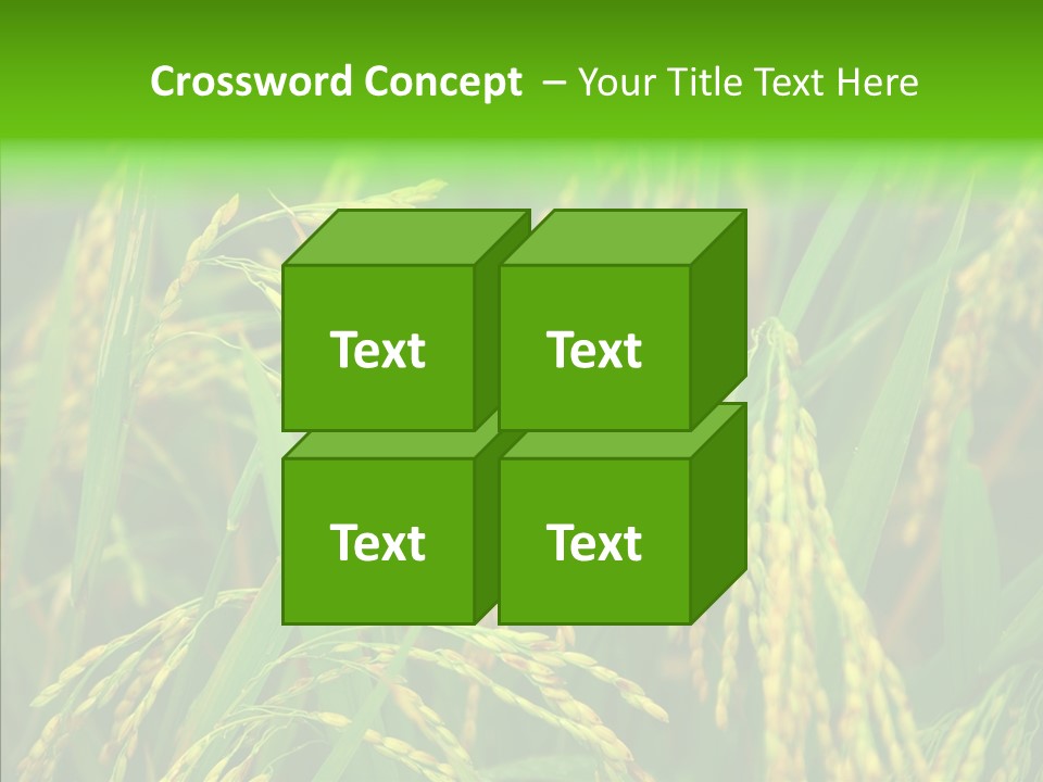 Yellow Paddy Cropland PowerPoint Template