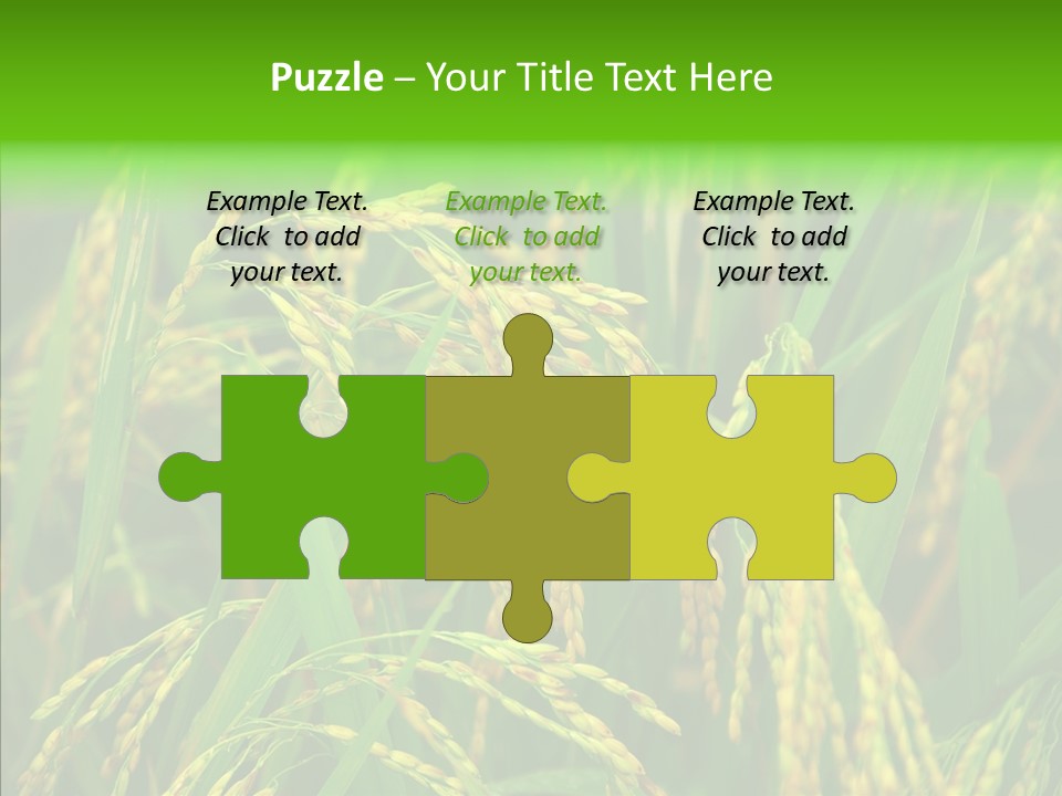 Yellow Paddy Cropland PowerPoint Template