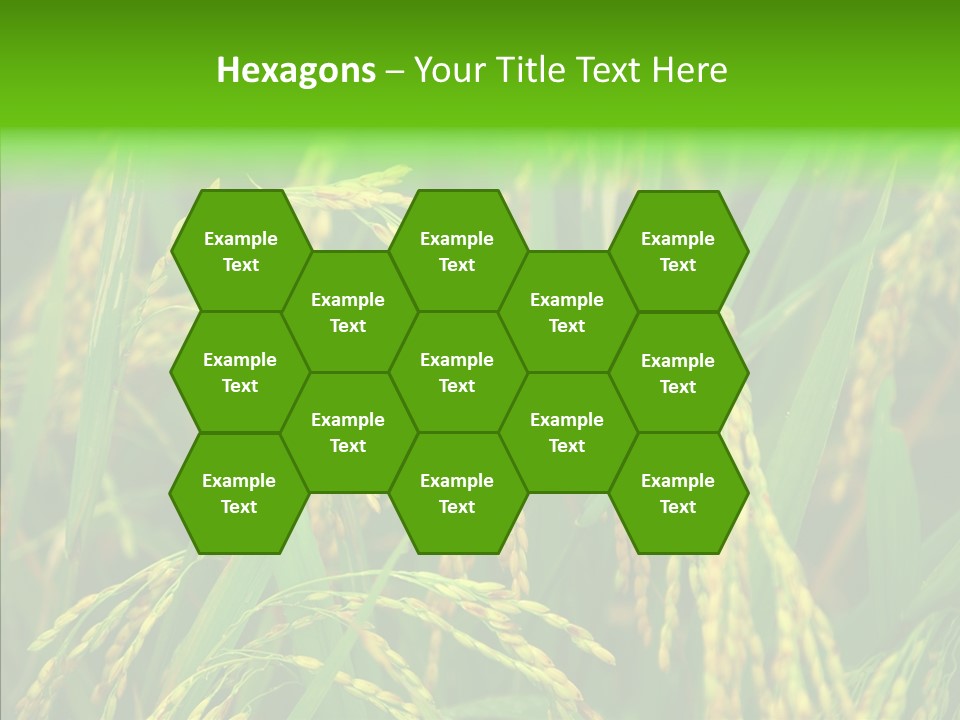 Yellow Paddy Cropland PowerPoint Template