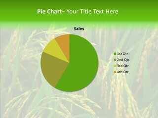 Yellow Paddy Cropland PowerPoint Template