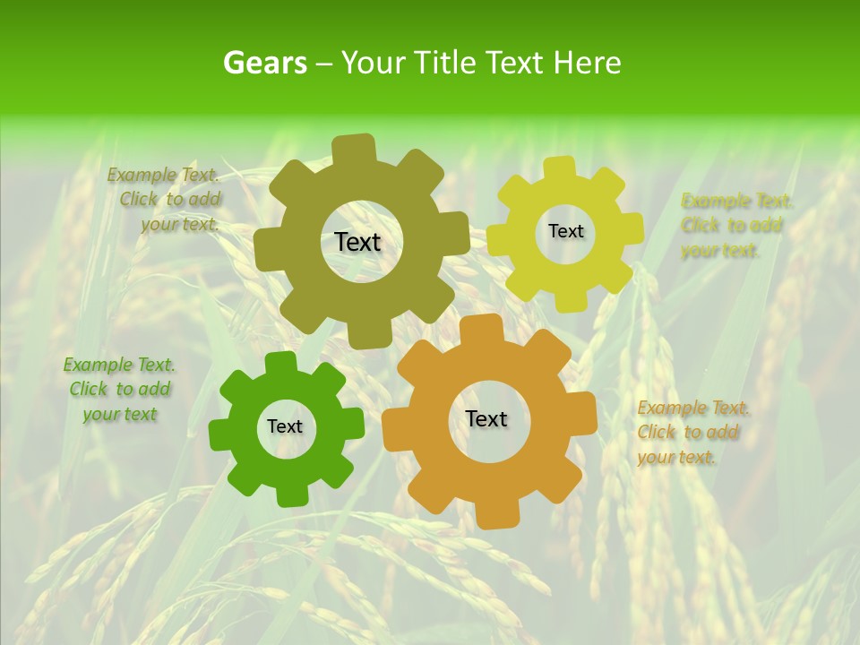 Yellow Paddy Cropland PowerPoint Template