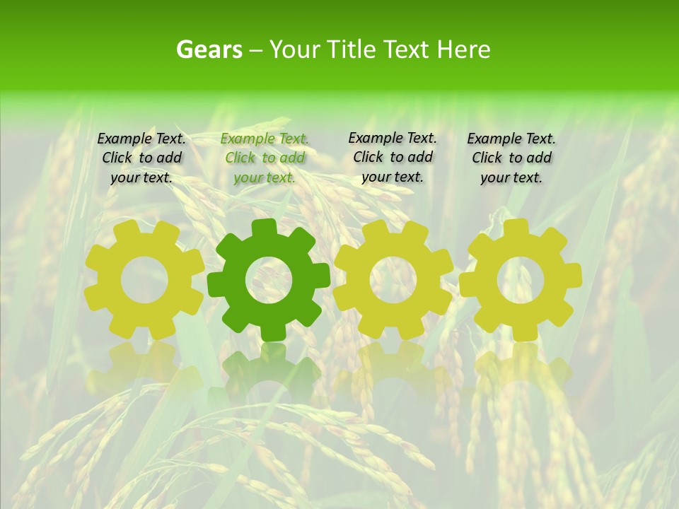 Yellow Paddy Cropland PowerPoint Template